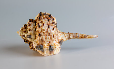 Shell of sea mollusk Woodcock Murex, lat. Haustellum haustellum, isolated on white background