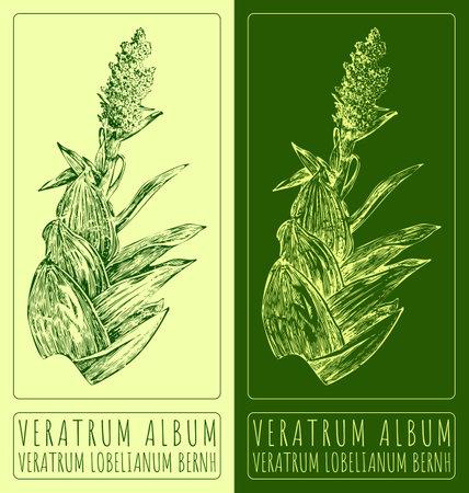 Vector drawing VERATRUM ALBUM. Hand drawn illustration. The Latin name is VERATRUM LOBELIANUM BERNH.のイラスト素材