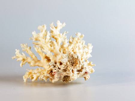 Sea coral souvenir. Isolated on a white background.の写真素材