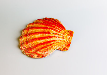 Close-up of an ocean shell of a sea scallop or Pectinidae on a white background