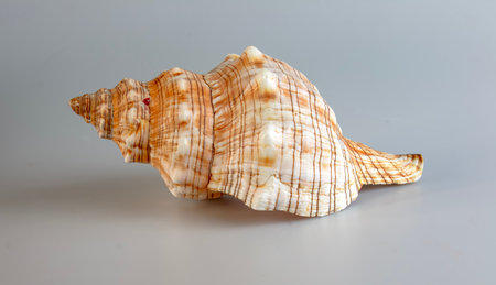 Sea shell Cymatium lotorium on a white background.