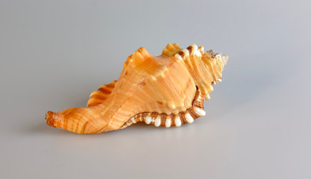 Sea shell Cymatium lotorium on a white background.
