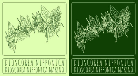 Vector drawing DIOSCOREA NIPPONICA. Hand drawn illustration. The Latin name is DIOSCOREA NIPPONICA MAKINO.のイラスト素材
