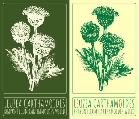 Vector drawing LEUZEA CARTHAMOIDES. Hand drawn illustration. The Latin name is RHAPONTICUM CARTHAMOIDES WILLD.のイラスト素材