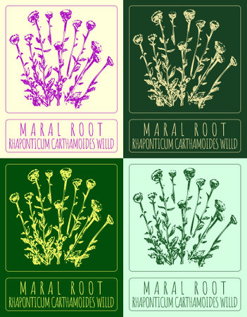Set of vector drawing MARAL ROOT in various colors. Hand drawn illustration. The Latin name is RHAPONTICUM CARTHAMOIDES WILLD.のイラスト素材