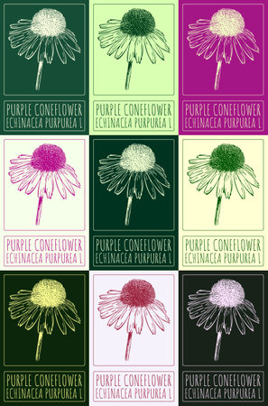 Set of vector drawing PURPLE CONEFLOWER in various colors. Hand drawn illustration. The Latin name is ECHINACEA PURPUREA L.のイラスト素材