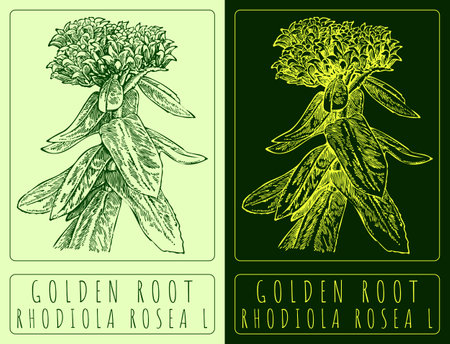 Vector drawing GOLDEN ROOT. Hand drawn illustration. The Latin name is RHODIOLA ROSEA L.のイラスト素材