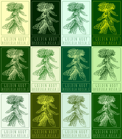 Set of vector drawing GOLDEN ROOT in various colors. Hand drawn illustration. The Latin name is RHODIOLA ROSEA L.のイラスト素材