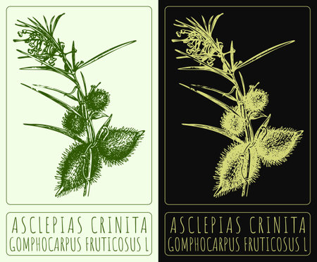 Vector drawing ASCLEPIAS CRINITA. Hand drawn illustration. The Latin name is GOMPHOCARPUS FRUTICOSUS L.のイラスト素材
