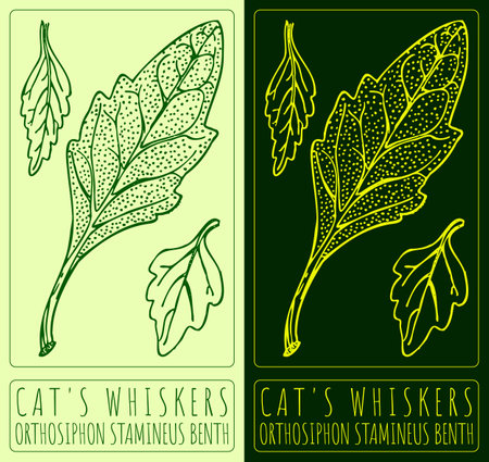 Vector drawing CAT'S WHISKERS. Hand drawn illustration. The Latin name is ORTHOSIPHON STAMINEUS BENTH.のイラスト素材