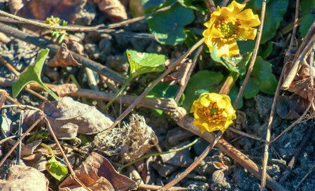 Bright yellow flowers of Ficaria verna against a background of green leaves in early spring.