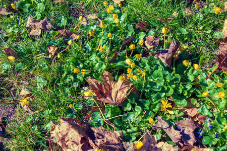 Bright yellow flowers of Ficaria verna against a background of green leaves in early spring.