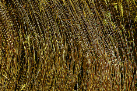 Dry grass background. Dry panicles of Miscanthus sinensis sway in the wind in early spring.