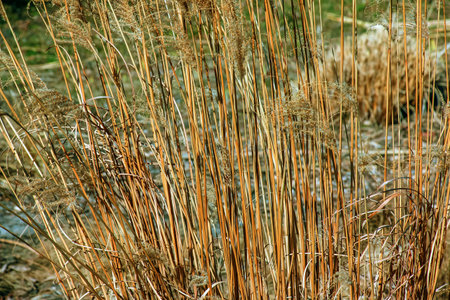 Dry grass background. Dry panicles of Miscanthus sinensis sway in the wind in early spring.