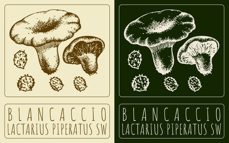 Vector drawing BLANCACCIO. Hand drawn illustration. The Latin name is LACTARIUS PIPERATUS SW.のイラスト素材