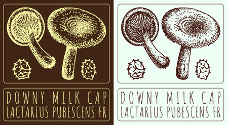 Vector drawing DOWNY MILK CAP. Hand drawn illustration. The Latin name is LACTARIUS PUBESCENS FR.のイラスト素材