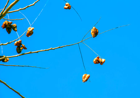 Koelreuteria paniculata tree and flower in spring. The yellow flowers have turned into brownish seed...