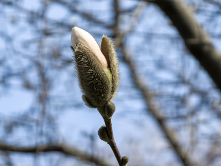 Spring blue sky and white magnolia kobus flowers.の写真素材