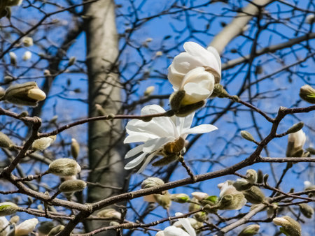 Spring blue sky and white magnolia kobus flowers.の写真素材