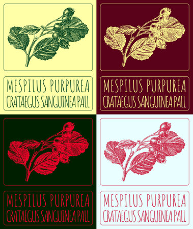 Set of vector drawing MESPILUS PURPUREA in various colors. Hand drawn illustration. The Latin name is CRATAEGUS SANGUINEA PALL.のイラスト素材