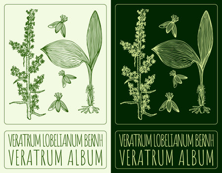 Vector drawing VERATRUM ALBUM. Hand drawn illustration. The Latin name is VERATRUM LOBELIANUM BERNH.のイラスト素材