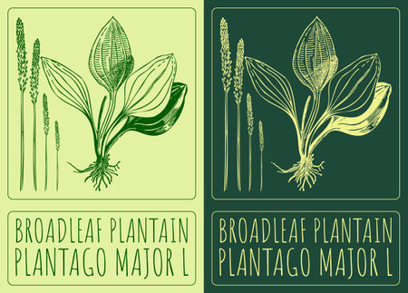 Vector drawing BROADLEAF PLANTAIN. Hand drawn illustration. The Latin name is PLANTAGO MAJOR L.のイラスト素材