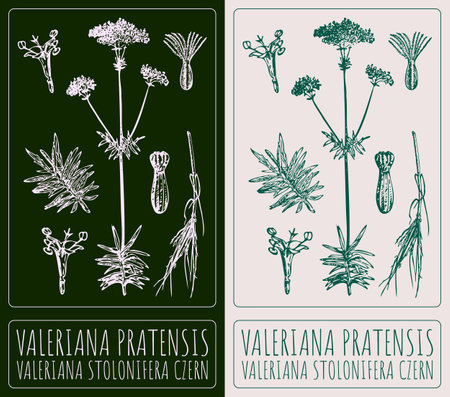 Vector drawing VALERIANA PRATENSIS. Hand drawn illustration. The Latin name is VALERIAN STOLONIFERA CZERN.のイラスト素材