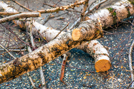 Freshly cut tree branches. Greening of urban trees.の写真素材
