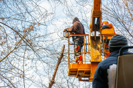 Municipal workers stand with a chainsaw in a crane basket and trim dangerous trees.の写真素材