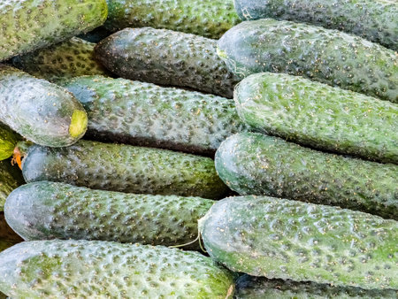 Green cucumbers on a shelf in a supermarket. Organic nutrition.の写真素材