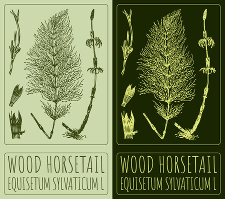 Vector drawing WOOD HORSETAIL. Hand drawn illustration. The Latin name is EQUISETUM SYLVATICUM L.のイラスト素材