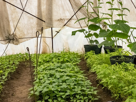 Agricultural greenhouse with rows of fresh green seedlings of early vegetables.の写真素材
