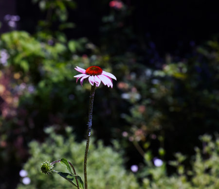 Echinacea purpurea purple coneflower during the summer months. Echinacea purpurea.の写真素材