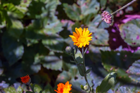 Flower calendula in the garden top view close-up. Grade Green heart.の写真素材