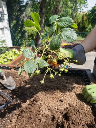 Hands in gloves plant a strawberry sprout in the ground. Weeding, seedlings, agriculture.の写真素材