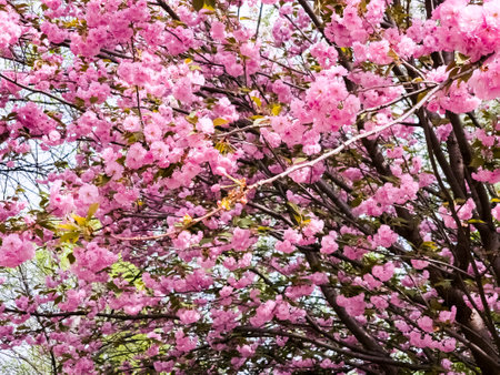 Beautiful sakura flowers. Background of pink Japanese cherry blossom flowers. Close-up.