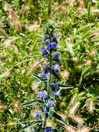 Echium plantagineum flower close up. Purple violet viper's bugloss or Paterson's curse, in the...