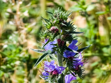 Echium plantagineum flower close up. Purple violet viper's bugloss or Paterson's curse, in the...