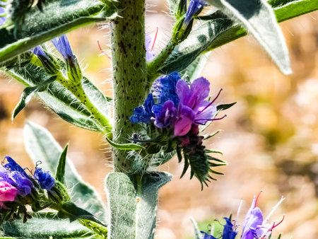 Echium plantagineum flower close up. Purple violet viper's bugloss or Paterson's curse, in the...