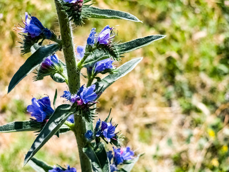 Echium plantagineum flower close up. Purple violet viper's bugloss or Paterson's curse, in the...