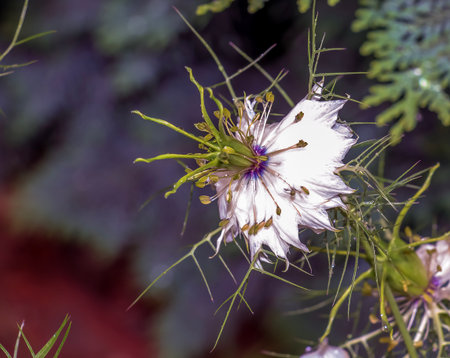 Delicate white Nigella sativa or love flower in mist, botanical background with copy space.の写真素材
