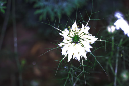 Delicate white Nigella sativa or love flower in mist, botanical background with copy space.の写真素材