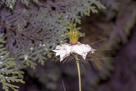 Delicate white Nigella sativa or love flower in mist, botanical background with copy space.の写真素材