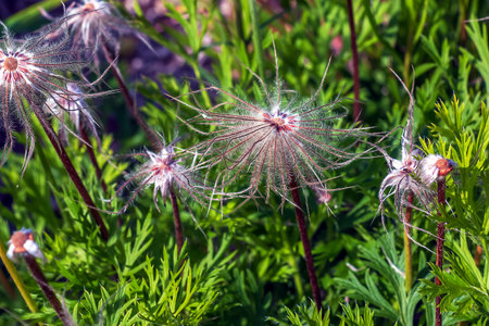 Beautiful primrose flowers, spring flowers, primrose Pulsatilla patens in Latin.の写真素材