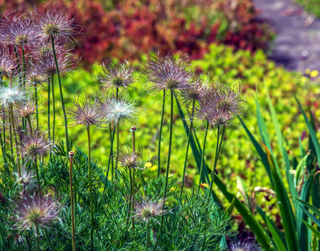 Beautiful primrose flowers, spring flowers, primrose Pulsatilla patens in Latin.の写真素材