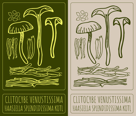 Vector drawing CLITOCYBE VENUSTISSIMA. Hand drawn illustration. The Latin name is HAASIELLA SPLENDIDISSIMA KOTL.のイラスト素材