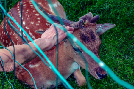 A woman's hand strokes the fawn Bambi on a sunny day in summer.の写真素材