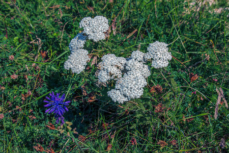 Achillea millefolium white flowers close-up. Floral background. Medicinal wild plants.の写真素材