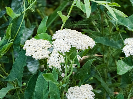 Achillea millefolium white flowers close-up. Floral background. Medicinal wild plants.の写真素材