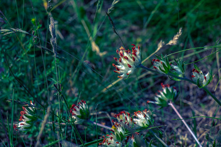 Anthyllis vulneraria. Pulcella, Fabaceae. Wild medicinal plant. In folk medicine as an astringent.
